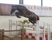 Appio Claudio TosTour2013- S5 2986 : Appio Claudio, Arezzo, Arezzo Equestrian Centre, Cavalli d'Italia, Toscana Tour 2013, foto di Stefano Secchi ©